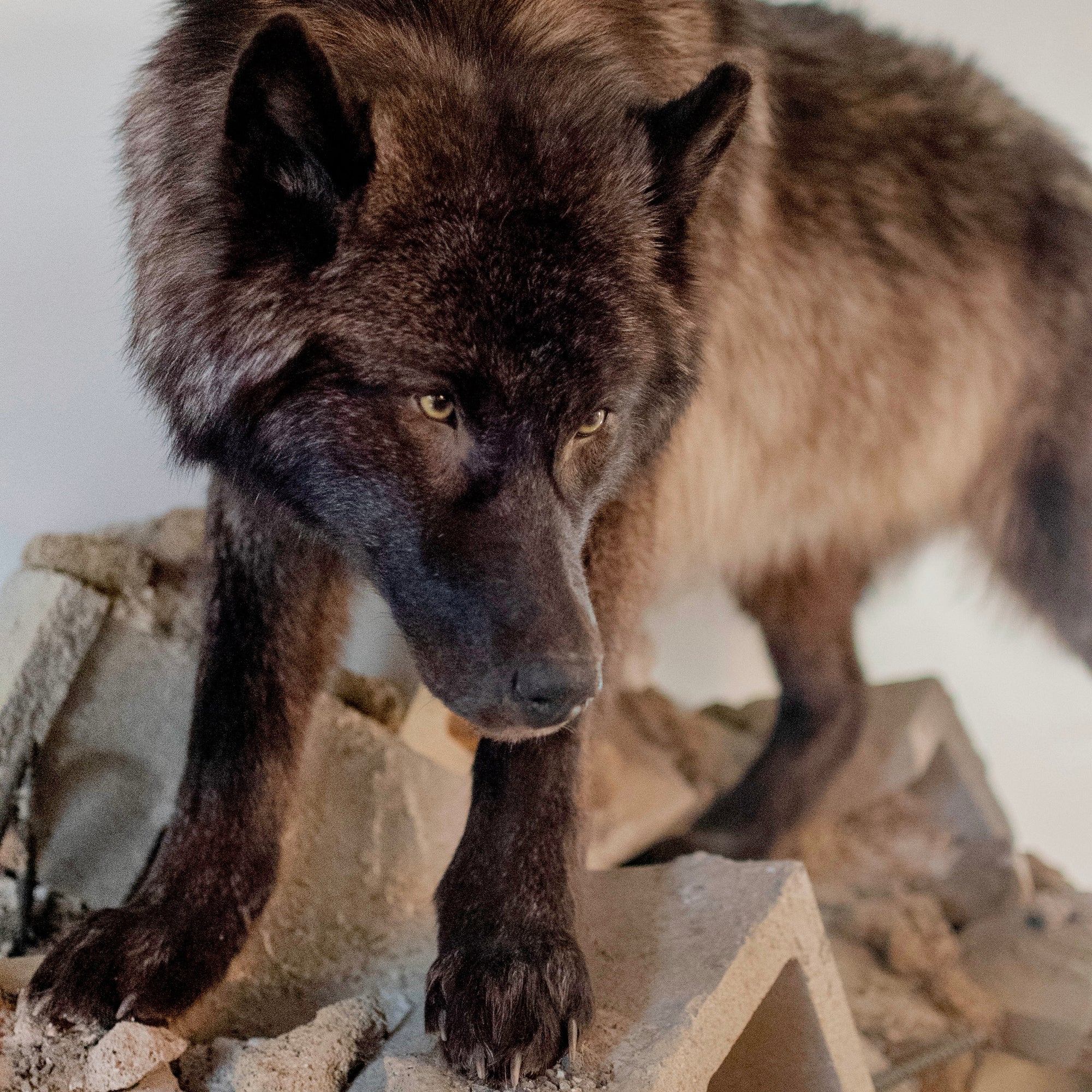 The Raven and The Wolves