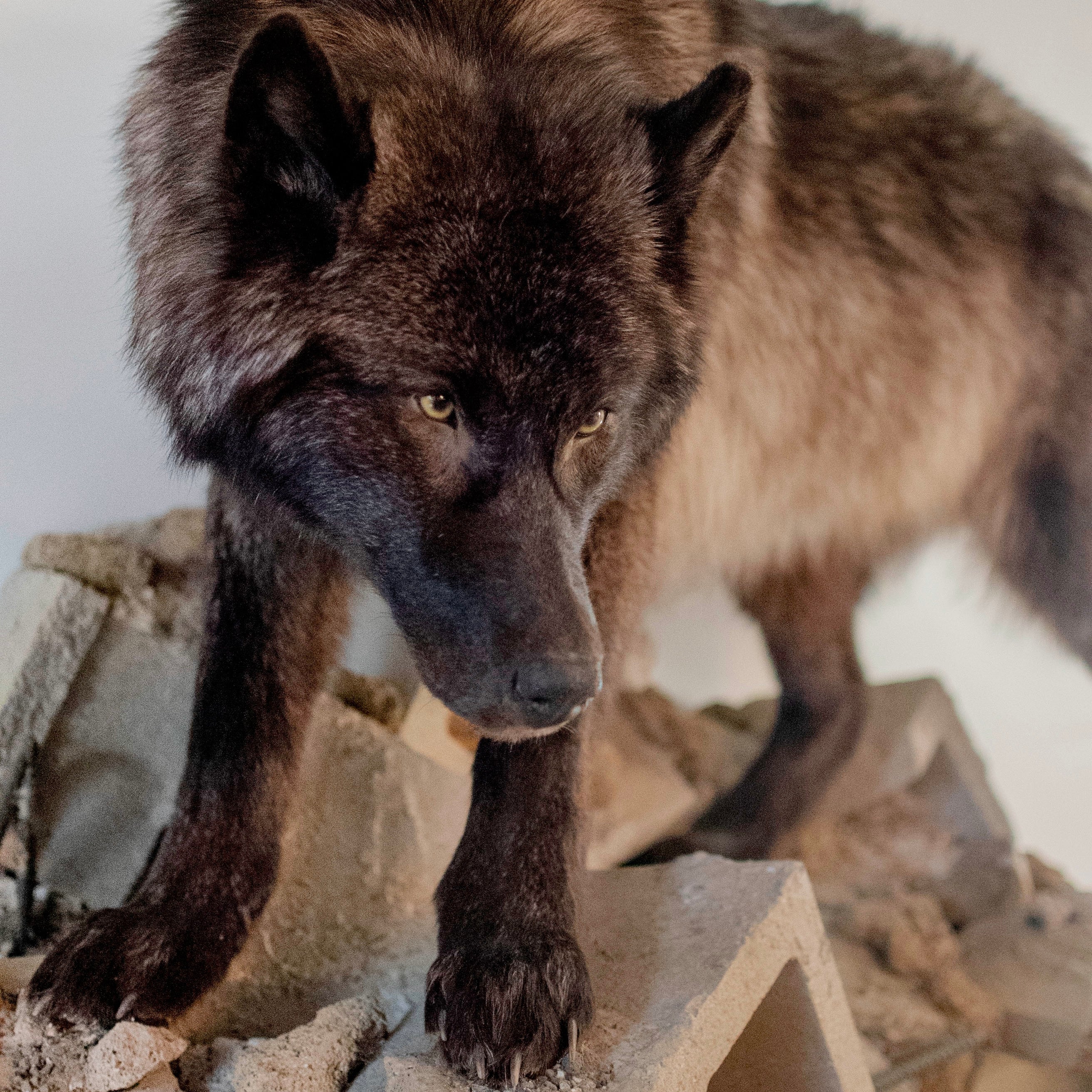 The Raven and The Wolves